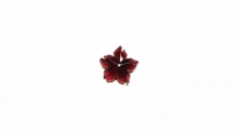 瑠璃の一輪桜・夜桜010(単色仕様)★ペンダント、ピアス・イヤリング、リングなどに仕立ててお届けします♪