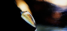 Pendulum spear