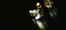 Spotlight