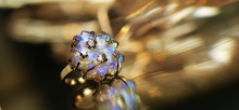 Dichroic cherry blossom