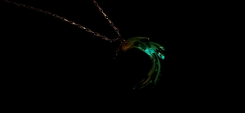 ラフォルム ガラスジュエリー ガラスアクセサリー Fairy snowbird 透明クリアーな中にホワイトの流れを施した細身のロングテールの鳥。天からの使いの取りは優しげなイメージです。光を吸収しますと、神秘的な光を放ちます。