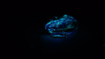 草原に煌く風花 暗闇では神秘的な淡い蓄光の光。 ラフォルム ガラスジュエリー ガラスアクセサリー