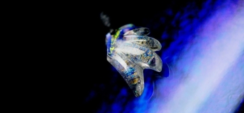 ラフォルム ガラスジュエリー ガラスアクセサリー WING OF INFINITY 美しい煌きを封じ込めた存在感のある片羽根タイプペンダント。クリアーをベースに内部には見る角度や光の当たり方で色合いを変化させるダイクロ偏光ガラスを、マーブル模様にて…