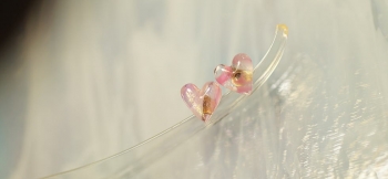 ラフォルム ガラスジュエリー ガラスアクセサリー Pure petit Heart とっても可愛らしいピンク系ベースの小さな小さなハートのピアスです。淡いピンク系の模様と淡いゴールド系のラメの煌きが美しくとても素敵です。女性の耳元を一層チャーミング…