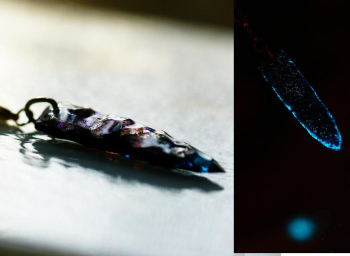 星空を宿すArrowhead 暗がりの中で放つ青い輝きが魅力的なペンダント。ブラックライトの下で蓄光が発動し、淡い青い光を放つ様子が美しく描かれています。矢じりのフォルムが、光を引き立て、幻想的な雰… ラフォルム ガラスジュエリー ガラスアクセサリー