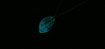Blue lily in the sky 蓄光の光が神秘的です。 ラフォルム ガラスジュエリー ガラスアクセサリー