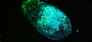 思い出のGreen leaf 暗闇では神秘的な光を放ちます。 ラフォルム ガラスジュエリー ガラスアクセサリー