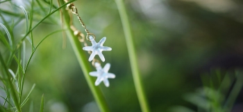 ラフォルム ガラスジュエリー ガラスアクセサリー 愛の花 ～ オオアマナ  ～ 繊細で細い花びらのオオアマナの花をモチーフにしたピアスです。半透明ホワイトをベースに、中央の雌しべ・おしべ部分には、大変美しい輝きのダイクロ偏光ガラスを使用しています。…