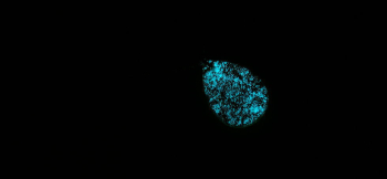 琥珀に眠る夢 暗闇ではブルーの光を放ちます。 ラフォルム ガラスジュエリー ガラスアクセサリー