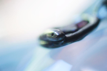 Serpent Cross 推しキャラクターの神秘をかたちにした、世界にひとつのペンダント。 ラフォルム ガラスジュエリー ガラスアクセサリー