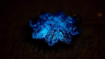 星影菊 暗闇では淡いブルーの光を。 ラフォルム ガラスジュエリー ガラスアクセサリー