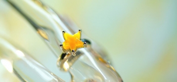ラフォルム ガラスジュエリー ガラスアクセサリー 思い出のFirst star Silver925素材のオリジナルリングベースに、イエロー系の色合いの星形トップが煌きます。その一番星の中に大切な存在をいつも感じていただける、世界にひとつのメモリアル…