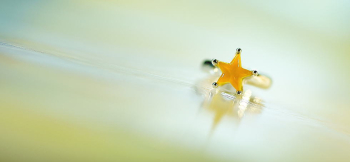思い出のFirst star 黄色い一番星。 ラフォルム ガラスジュエリー ガラスアクセサリー