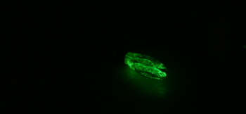 Emerald ～ 永遠の煌き ～ グリーンの蓄光加工を施しています。暗闇でもお楽しみいただけます。 ラフォルム ガラスジュエリー ガラスアクセサリー