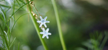 ラフォルム ガラスジュエリー ガラスアクセサリー 愛の花 ～ オオアマナ  ～ 繊細で細い花びらのオオアマナの花をモチーフにしたピアスです。半透明ホワイトをベースに、中央の雌しべ・おしべ部分には、大変美しい輝きのダイクロガラスを使用しています。反射…