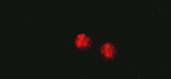 秋の紅 / イヤリング 神秘的に光を放つレディッシュオレンジの蓄光が素敵です。 ラフォルム ガラスジュエリー ガラスアクセサリー