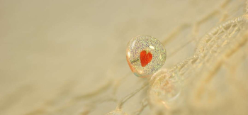 ラフォルム ガラスジュエリー ガラスアクセサリー Charming heart 可愛らしく優しいフォルムの片耳用ピアスです。クリアーをベースにガラスの王様と呼ばれるダイクロガラスを施し、優しいレッドのハートを施しました。このハートはガラス内部にプリ…