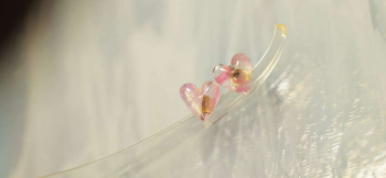 ラフォルム ガラスジュエリー ガラスアクセサリー Pure petit Heart とっても可愛らしいピンク系ベースの小さな小さなハートのピアスです。淡いピンク系の模様と淡いゴールド系のラメの煌きが美しくとても素敵です。女性の耳元を一層チャーミング…