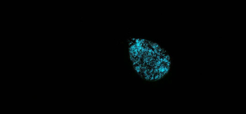 琥珀に眠る夢 暗闇ではブルーの光を放ちます。 ラフォルム ガラスジュエリー ガラスアクセサリー