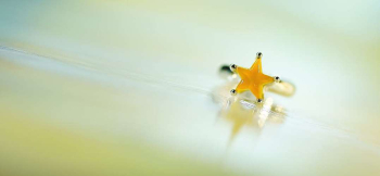 思い出のFirst star 黄色い一番星。 ラフォルム ガラスジュエリー ガラスアクセサリー