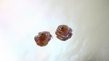 Saphiret Rose サフィレットビーズを使用して制作した2点。こちらは直径10mm程度。ピンク系がメインで透かすと赤紫系などに見えます。トップ部分にはK18製パーツを設置しています。 ラフォルム ガラスジュエリー ガラスアクセサリー