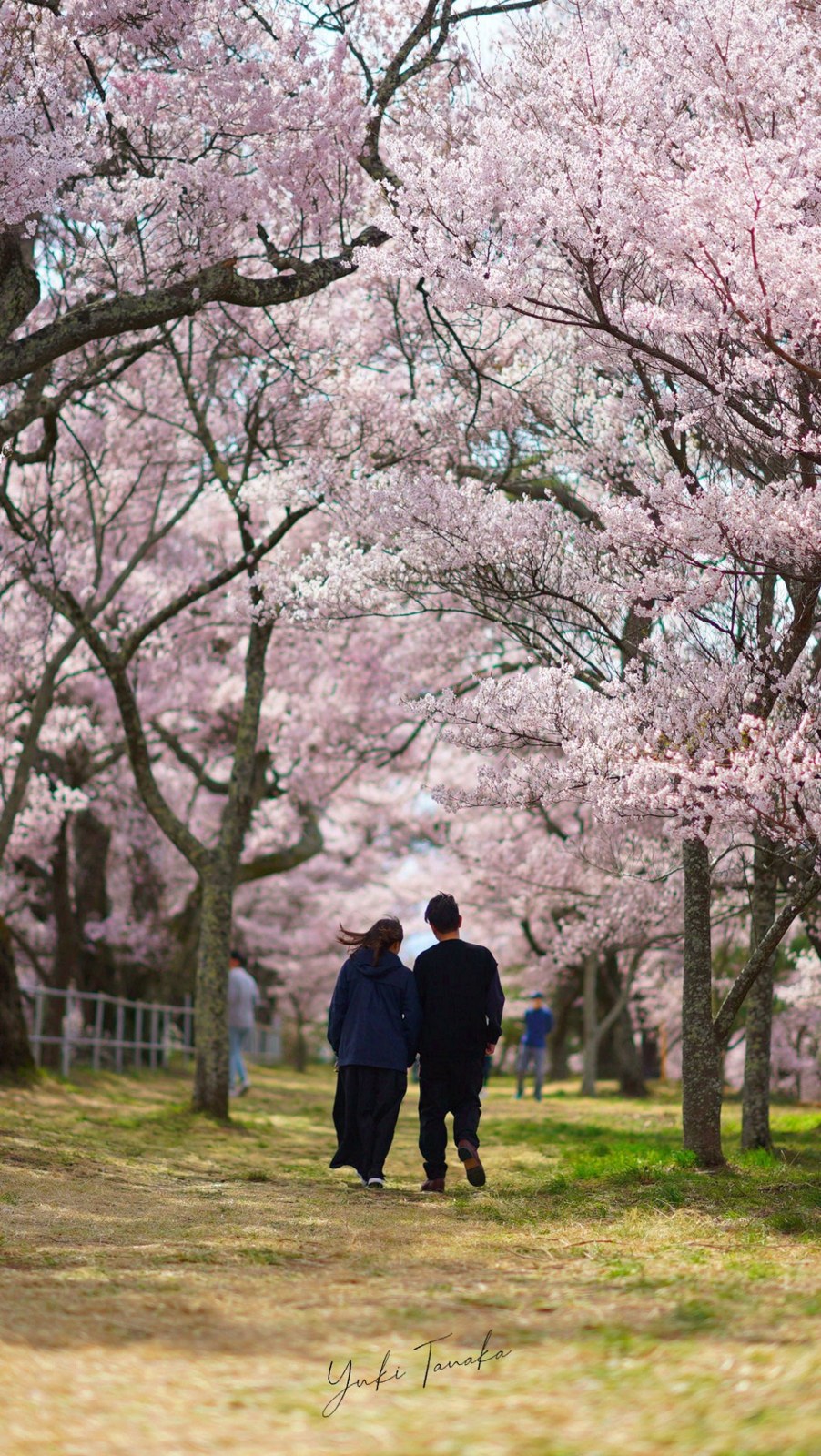 満開の桜の下を並んで歩く二人の後ろ姿
