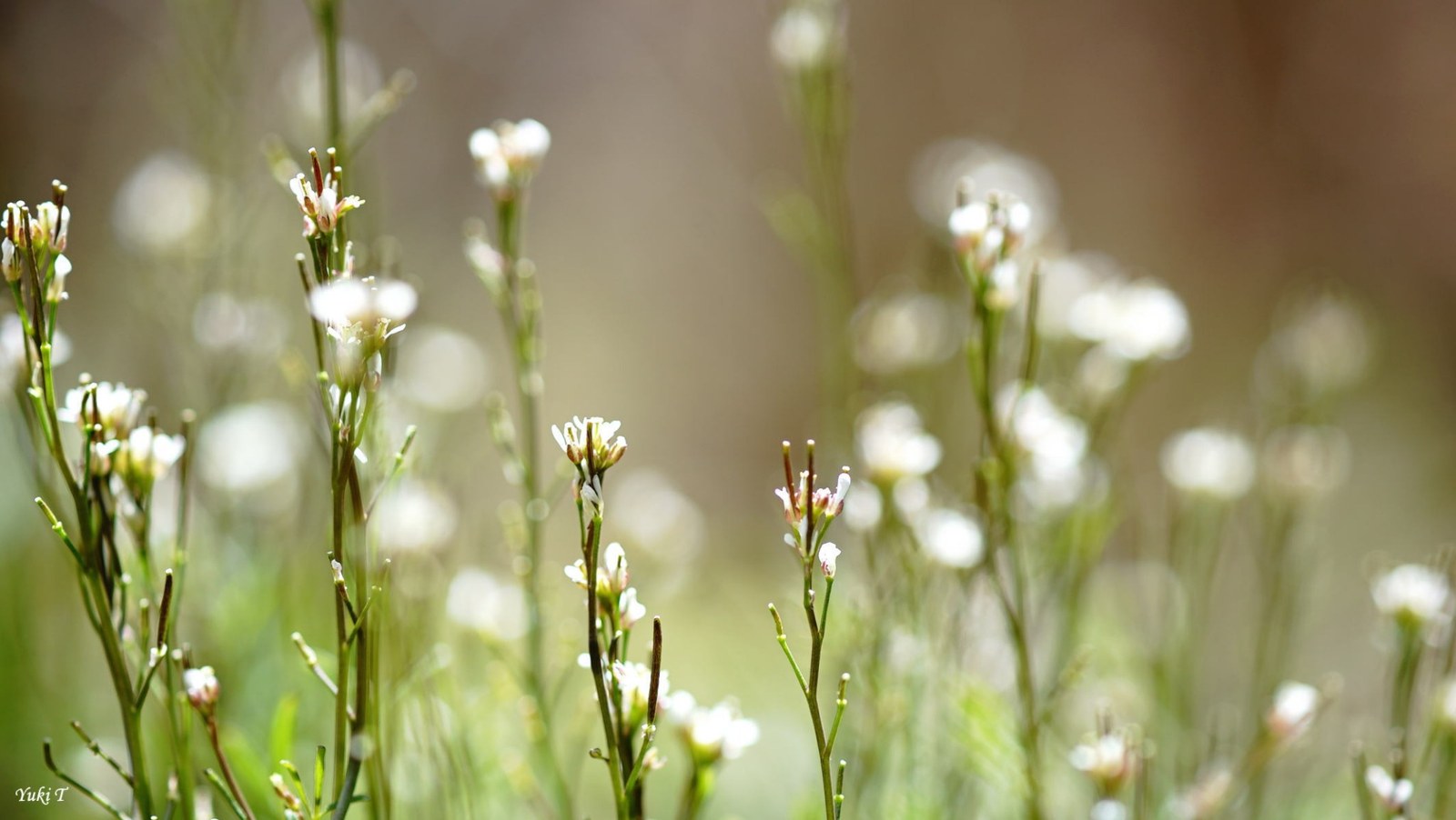 やわらかな背景に浮かぶ小さな白い草花