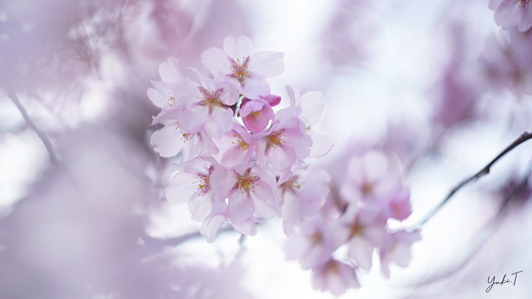 桜の花に重なる、やわらかな春の光。