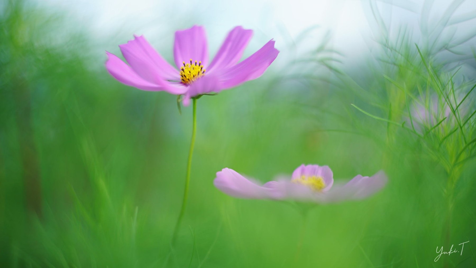 風に揺れる、淡い色の花。