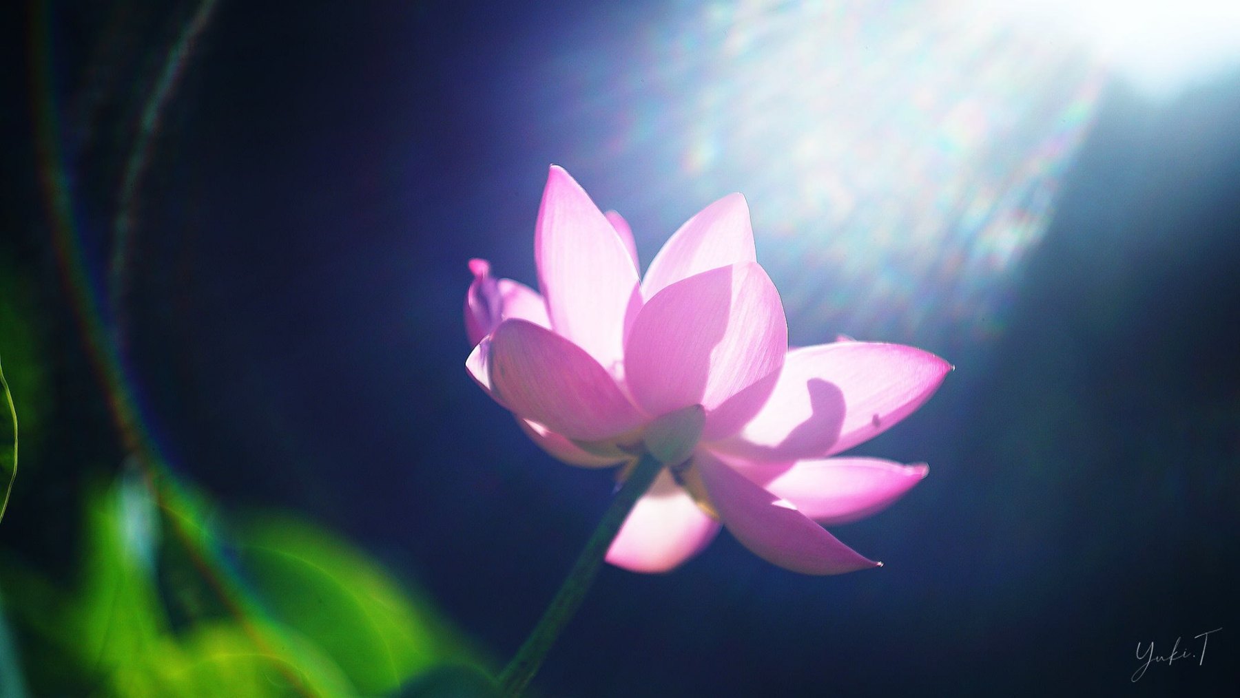 ひと筋の光を受ける、蓮の花。