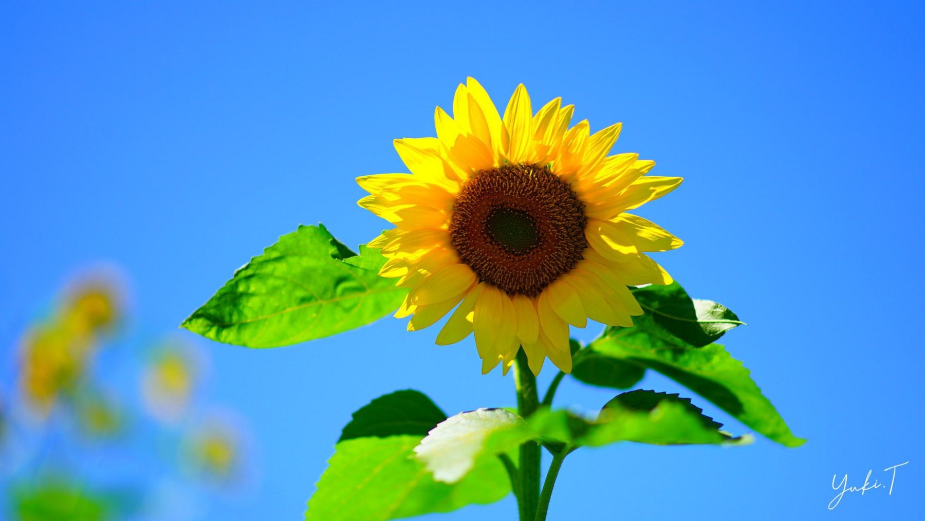 青空へ向かう、夏のひまわり。