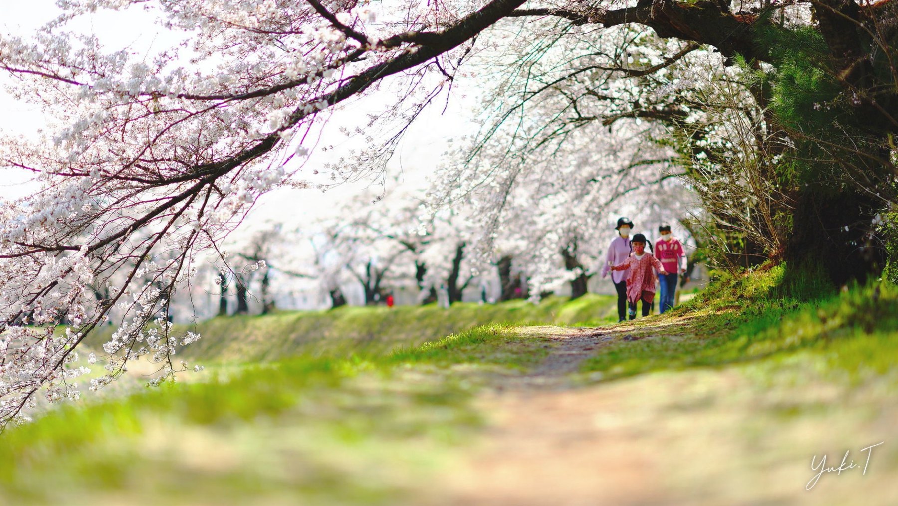 桜並木の下を歩く、春の風景。