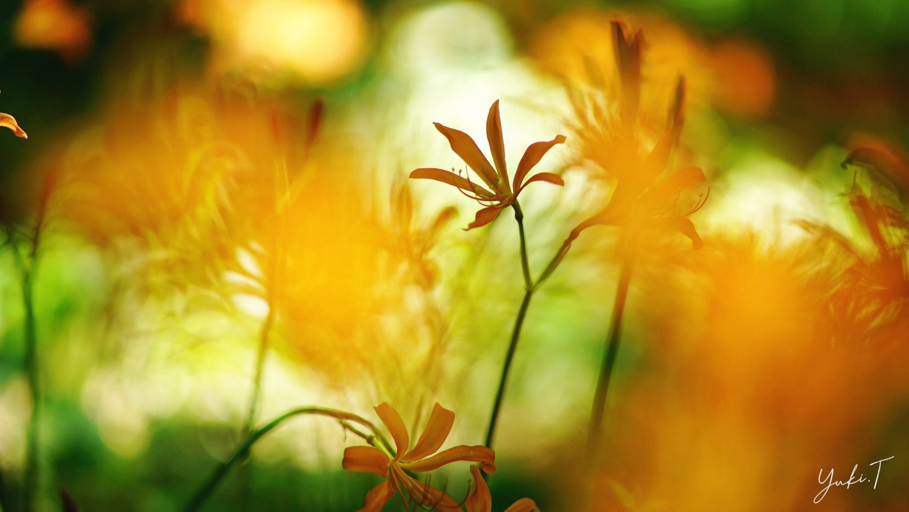 光の中に咲く、橙色の花。