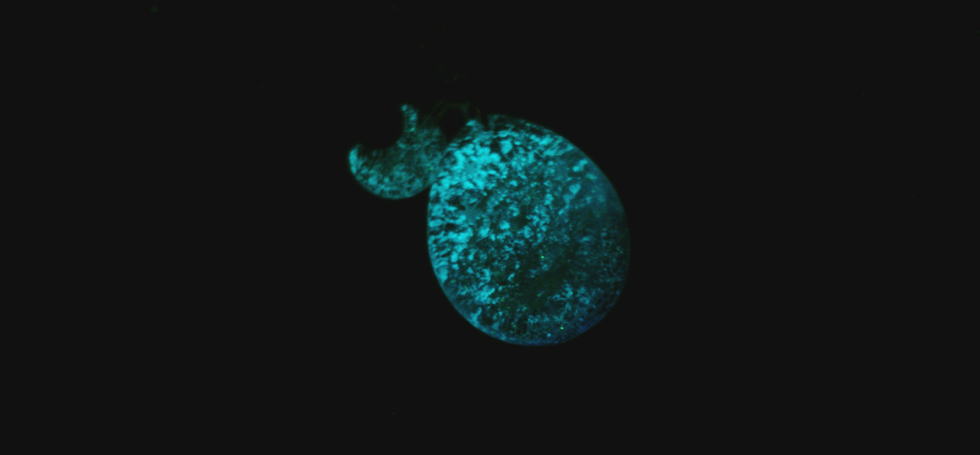 Spangled galaxy night ラフォルム ガラスジュエリー ガラスアクセサリー