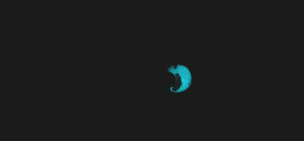 星祭に煌く月 ラフォルム ガラスジュエリー ガラスアクセサリー